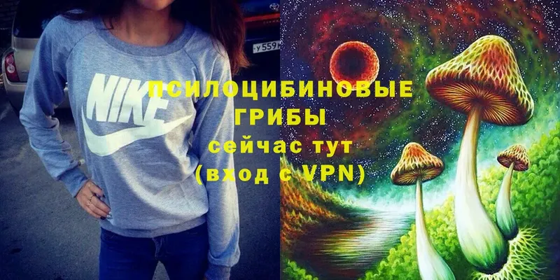 Галлюциногенные грибы Psilocybine cubensis  Струнино 